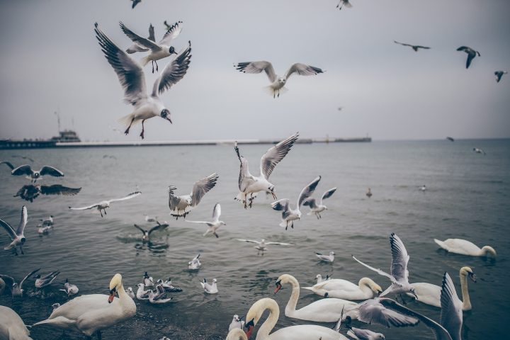 Birds Catching Fish